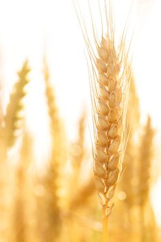 New National Standard For Wheat Flour Released