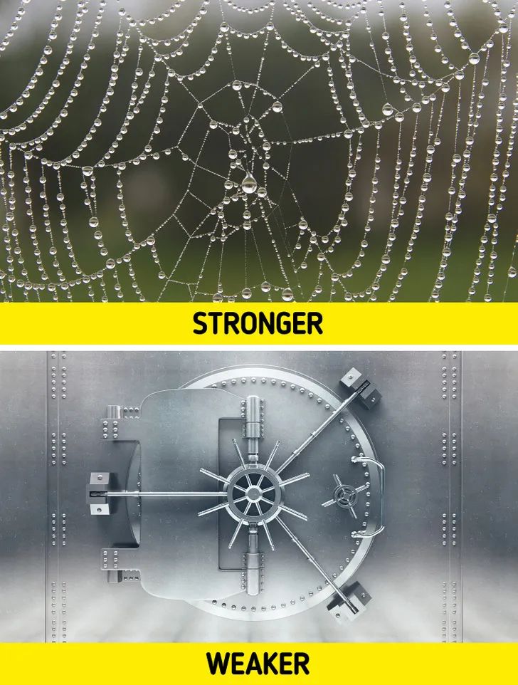 Spider webs are tougher than steel