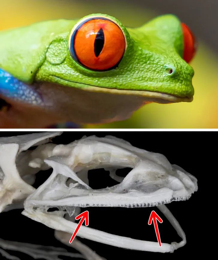 Do toads and frogs have teeth