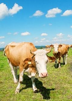 A large number of dairy cows died of heatstroke in South Korea, and merchants queued up to buy cream