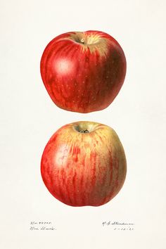 Why Does Eating Apples Half An Hour Before Meals Help To Lower Postprandial Blood Sugar?