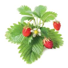 Strawberries: Europe's "queen Of Fruits"