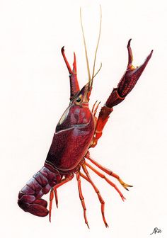 Can The Yellow Of Crayfish Be Eaten? After Eating For So Many Years, It Turned Out To Have Been Misunderstood