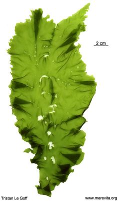 How To Eat Scientifically For Peptic Ulcer Patients
